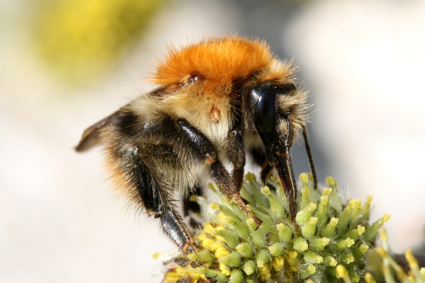 Hummeln - Deutschland summt!